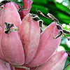 Edible Expeditions at the Conservatory of Flowers
