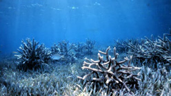 Acidic Ocean
