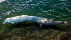 beluga whales