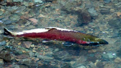 Coho Salmon