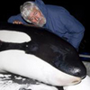 cousteau whale