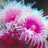 anemone