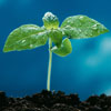 little plant
