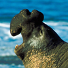 elephant seal