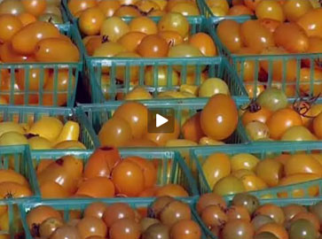 Local Tomatoes
