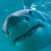 great white shark