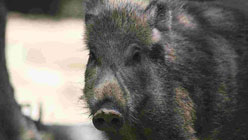 wild boar