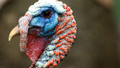 Sustainable Turkey