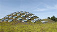 California Academy of Science Living Roof