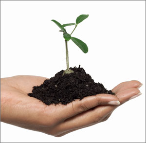 hand holding a plant