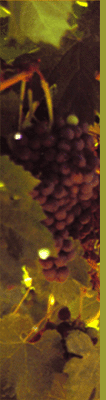 grapes photo
