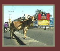photo of a cow and a sign