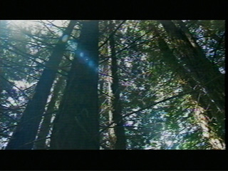 redwood still